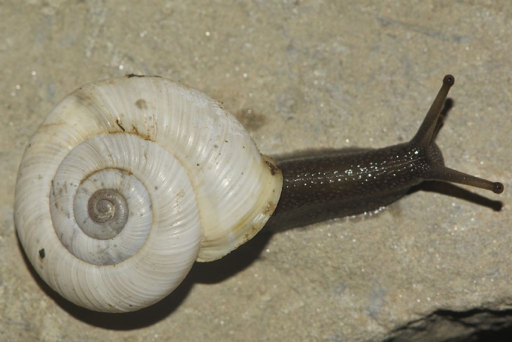 Chilostoma cingulatum M.te Cucco