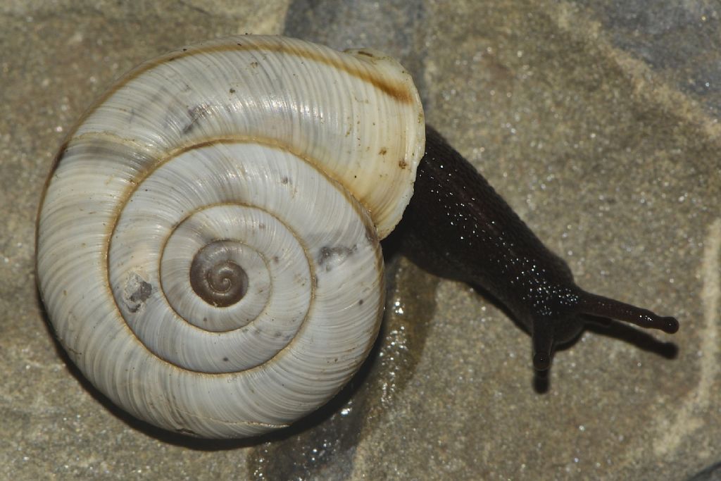 Chilostoma cingulatum M.te Cucco