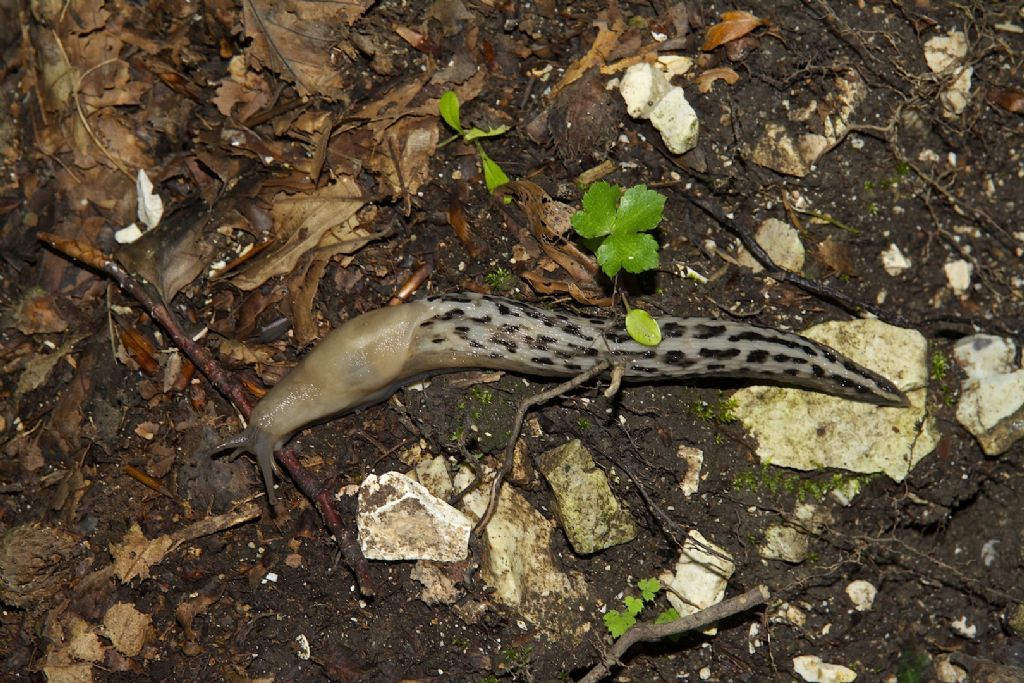 Limax m.te Cucco (PG)