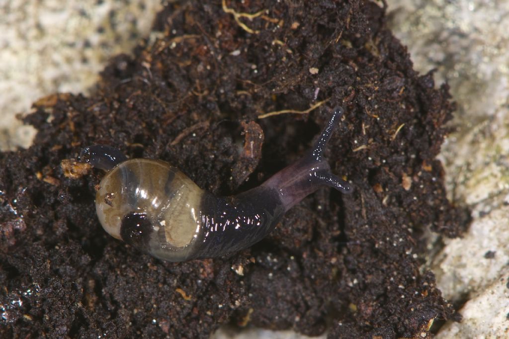 Vitrinaidae da ID  Val Fredda (BS)