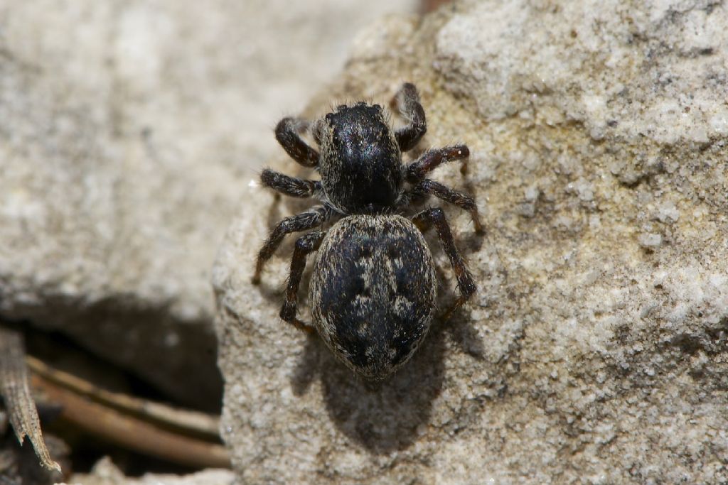 Philaeus chrysops - Monte Baldo (BO)