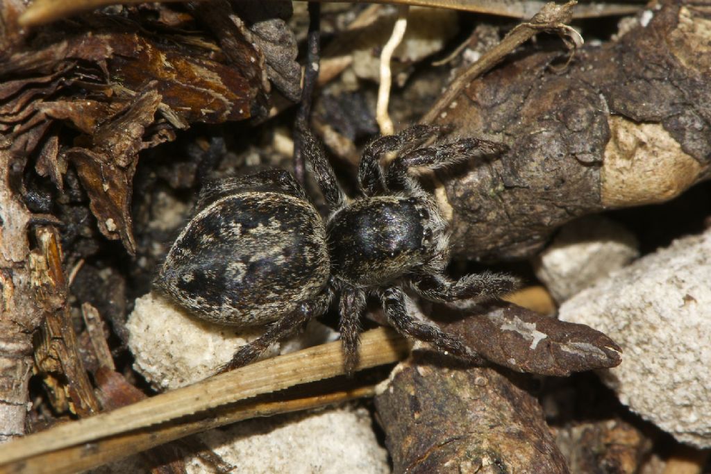 Philaeus chrysops - Monte Baldo (BO)