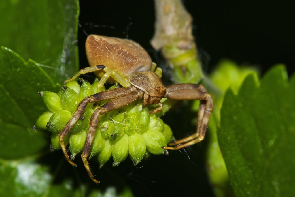 Pistius truncatus -  Bentivoglio (BO)