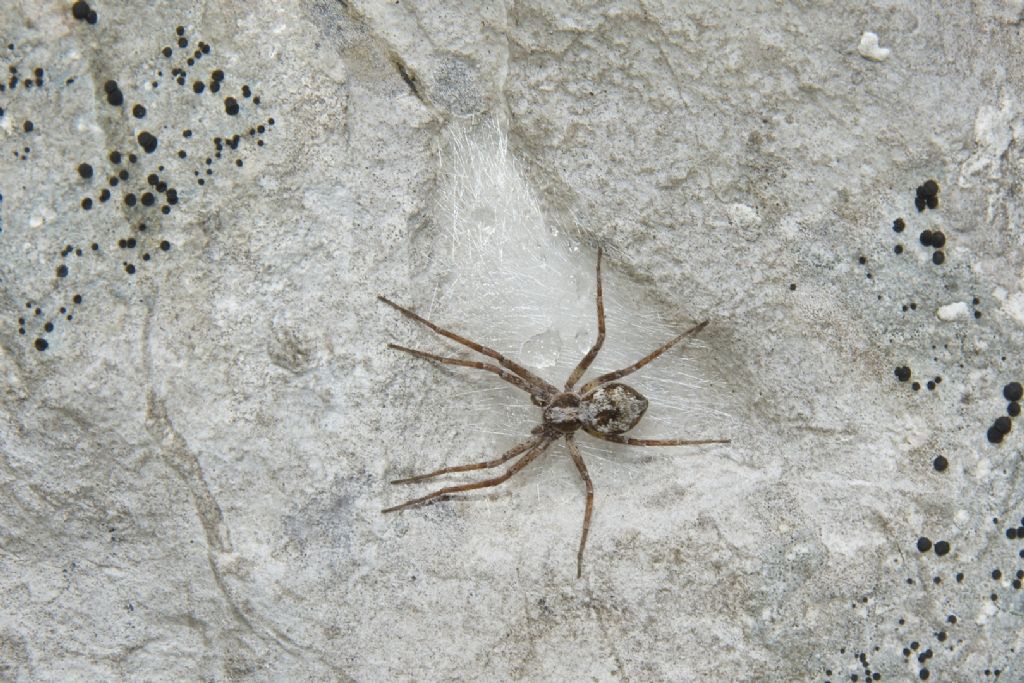 Philodromus vagulus ?  M.te Grintovec Slovenia