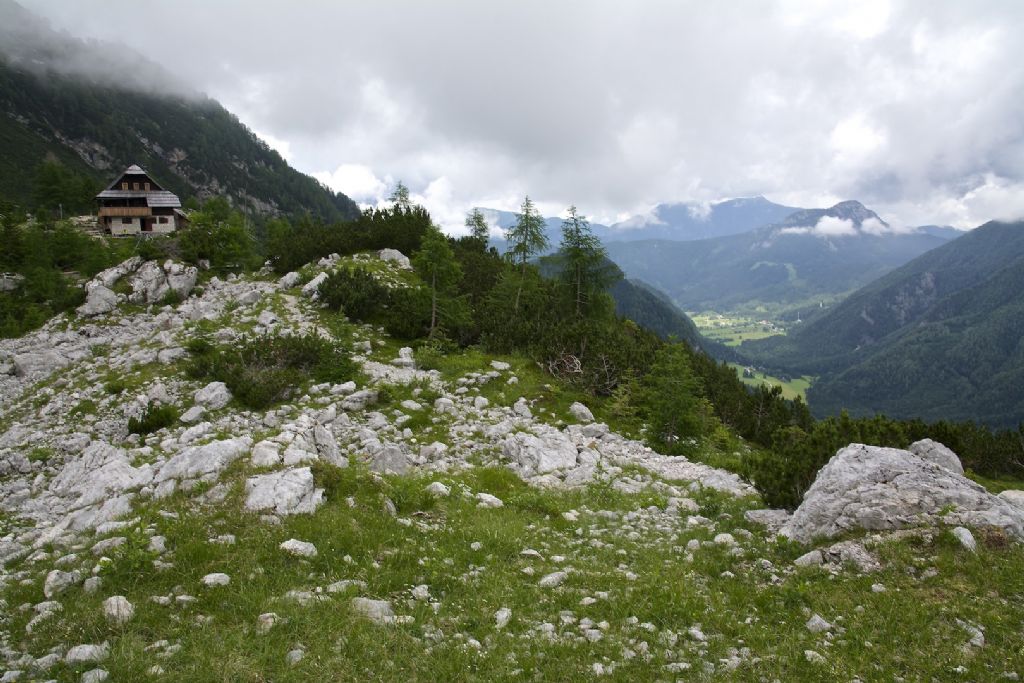 Philodromus vagulus ?  M.te Grintovec Slovenia