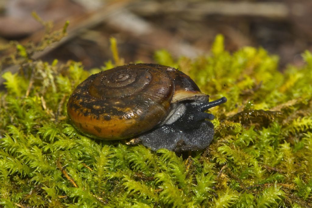 Campylea planospira del Lago Santo modenese