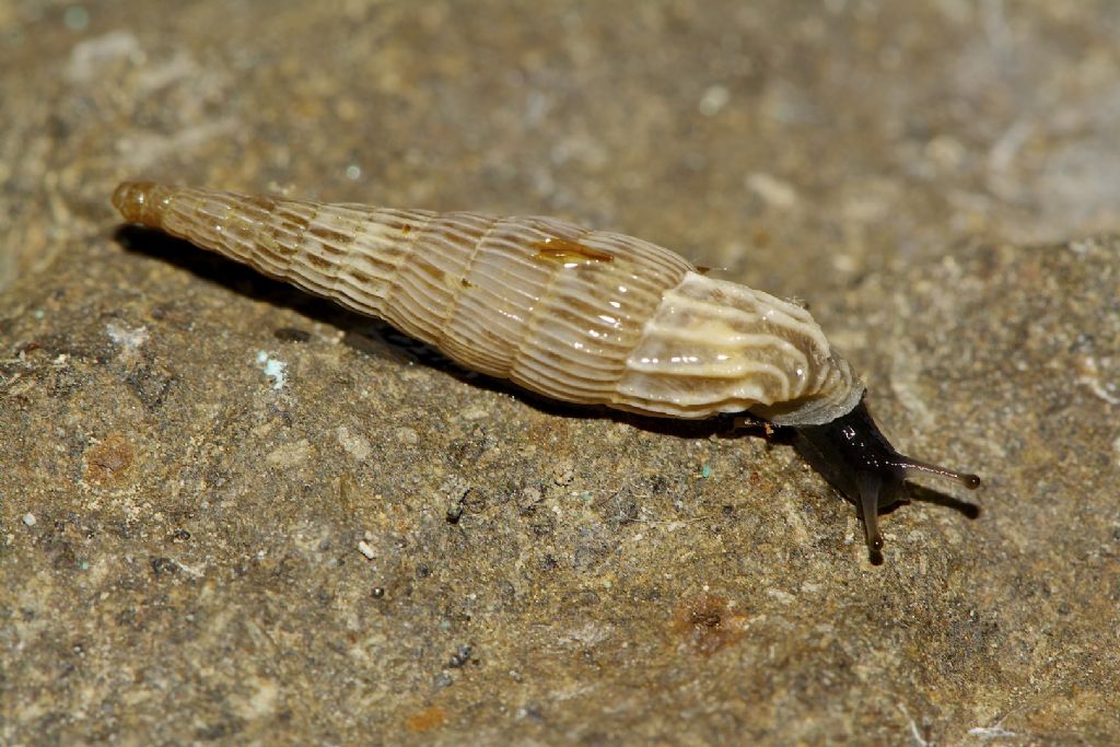 Albinaria praeclara 