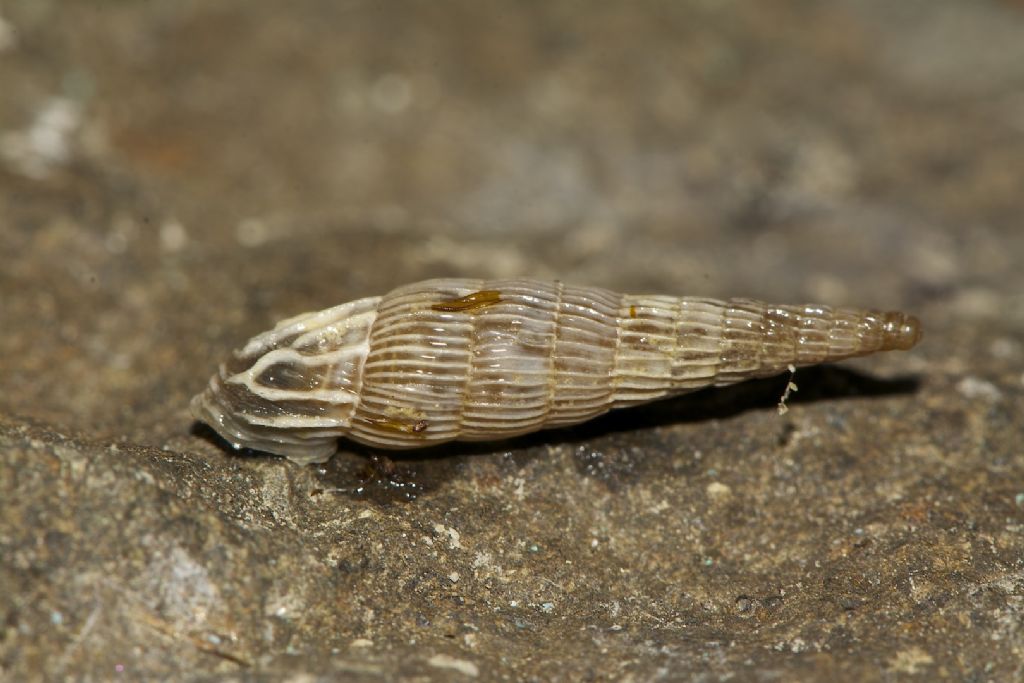 Albinaria praeclara 