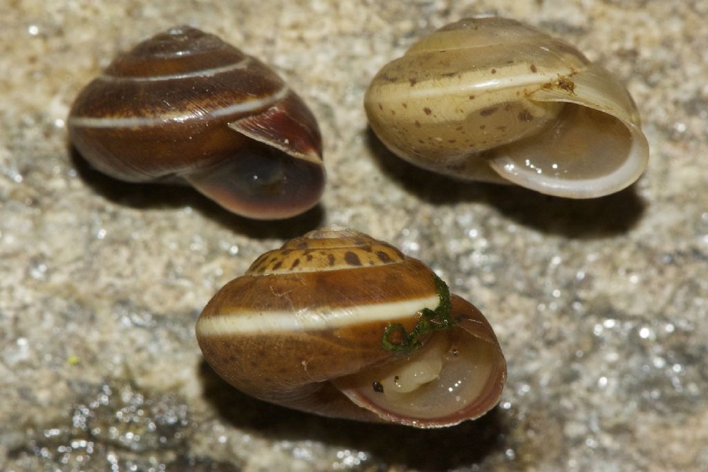 Hygromia limbata  - Verdun Francia