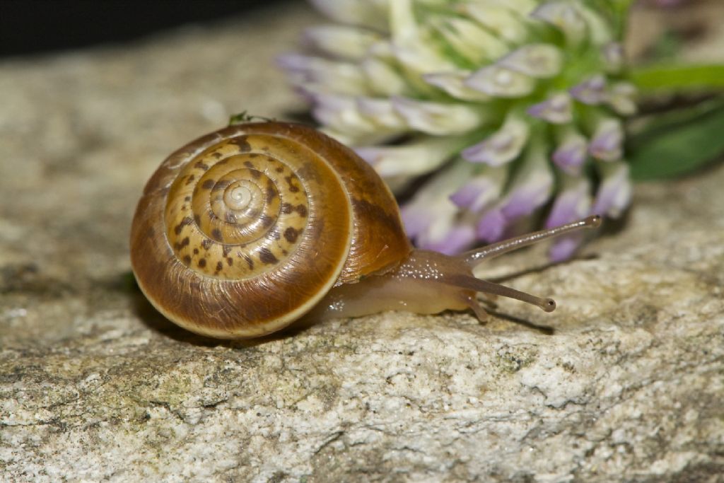 Hygromia limbata  - Verdun Francia