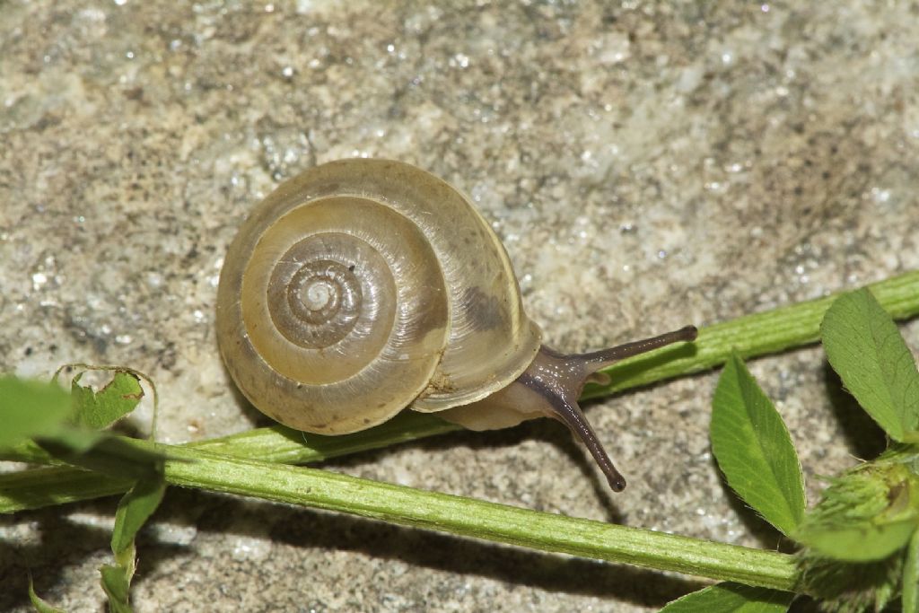 Hygromia limbata  - Verdun Francia