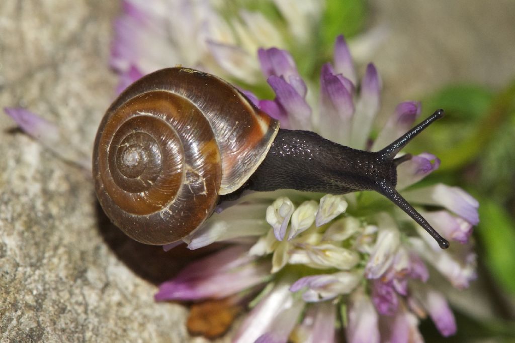 Hygromia limbata  - Verdun Francia