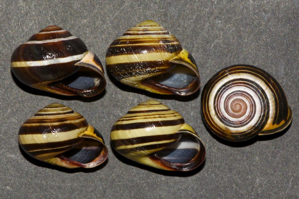 Cepaea nemoralis Irlanda