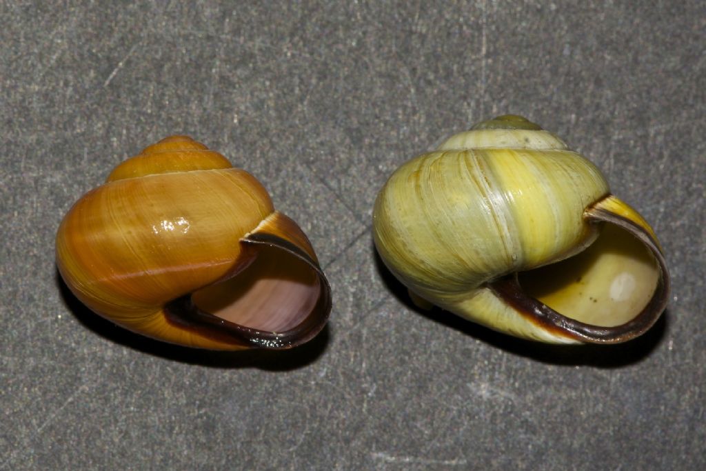 Cepaea nemoralis Irlanda