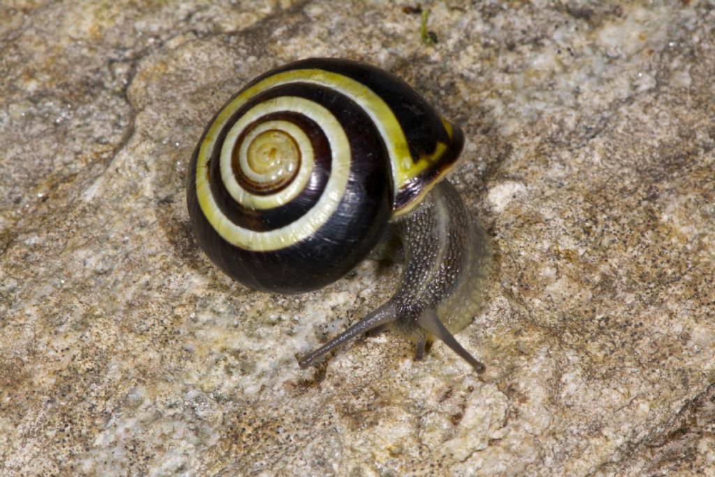 Cepaea nemoralis Irlanda