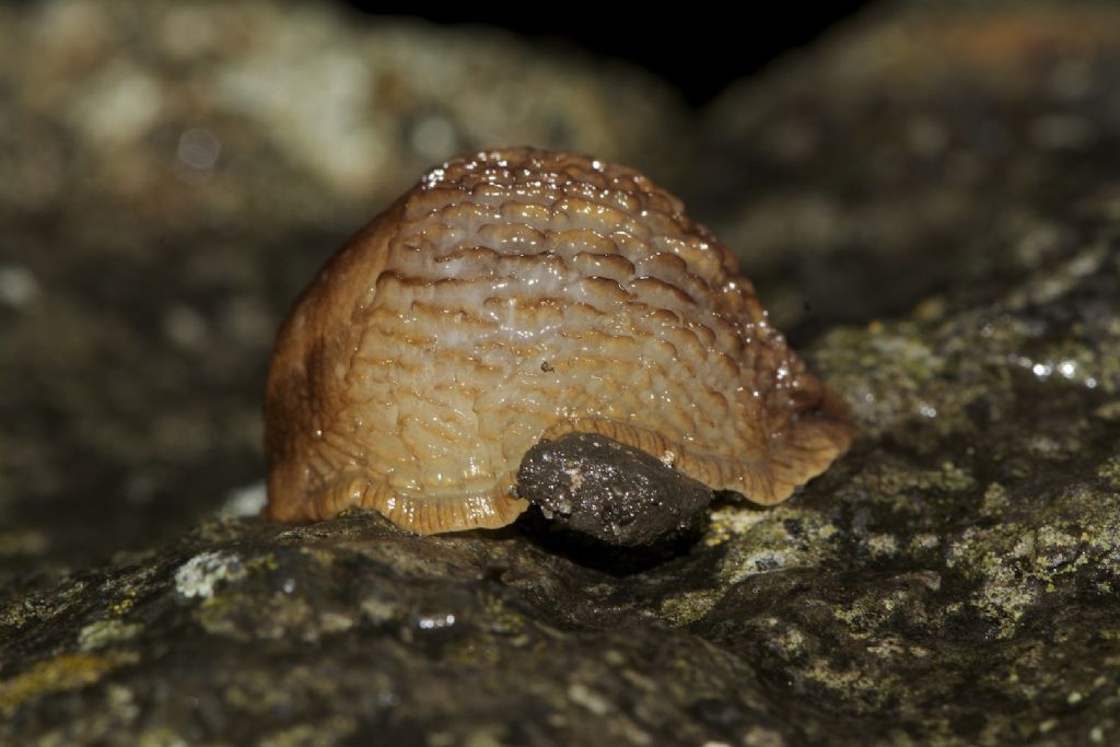 Arion cf flagellus Irlanda