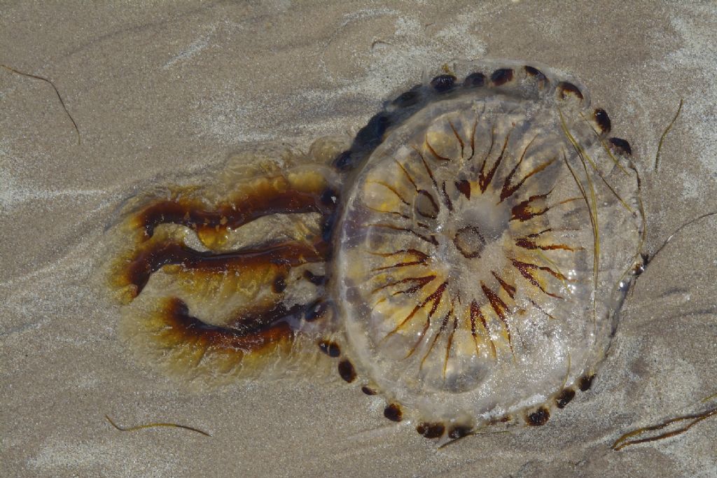 Medusa Irlandese costa ovest
