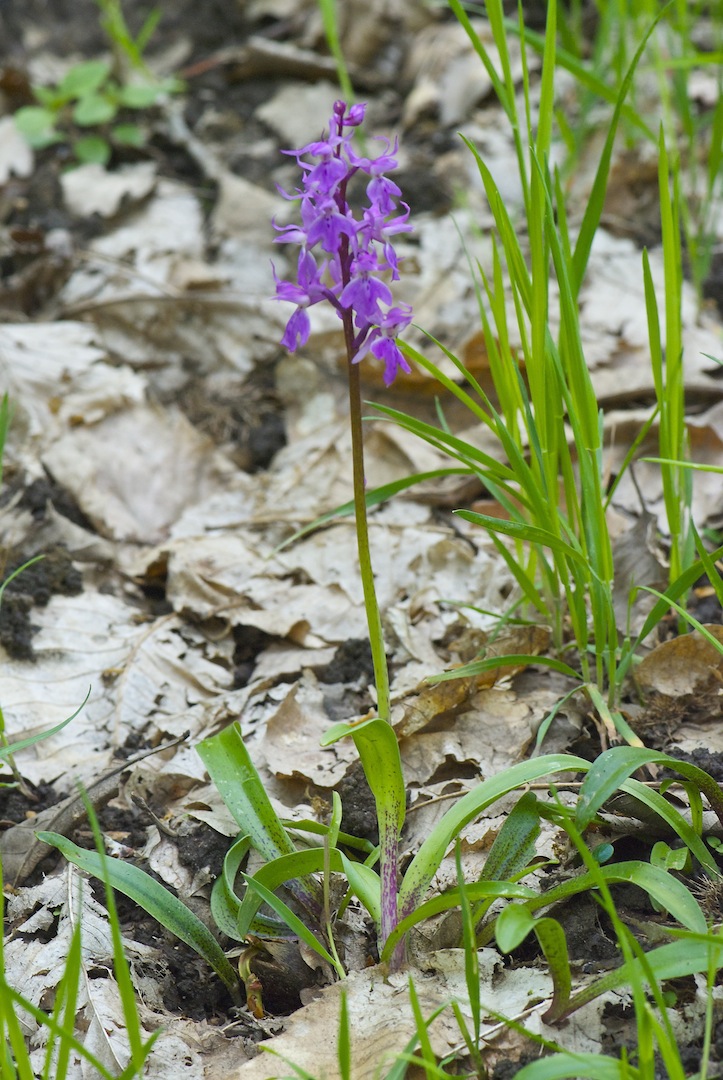 Orchis mascula subsp. speciosa / Orchide elegante