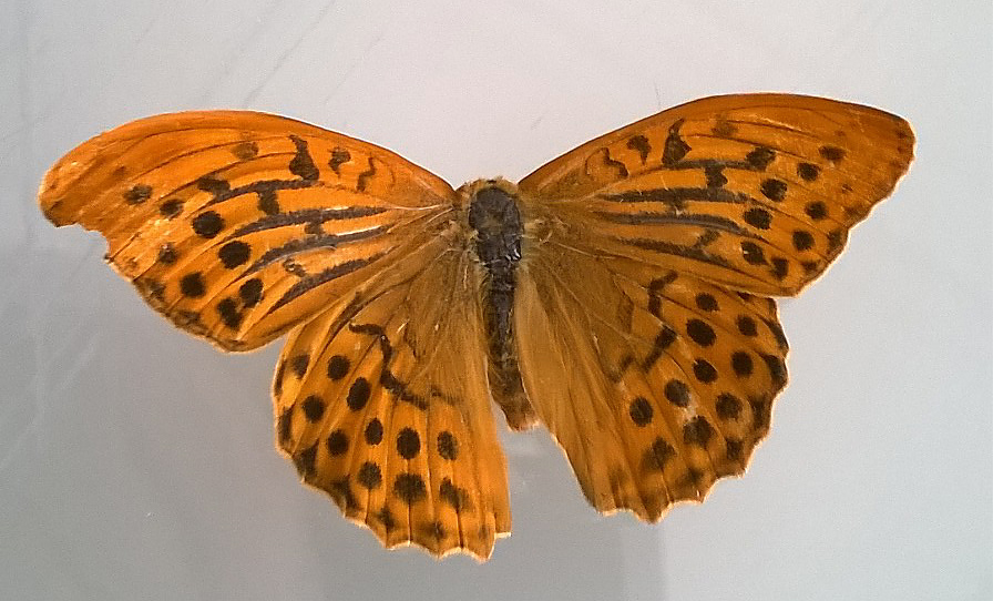 Argynnis (Fabriciana) adippe? No, Argynnis (Argynnis) paphia