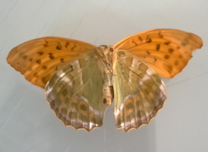 Argynnis (Fabriciana) adippe? No, Argynnis (Argynnis) paphia