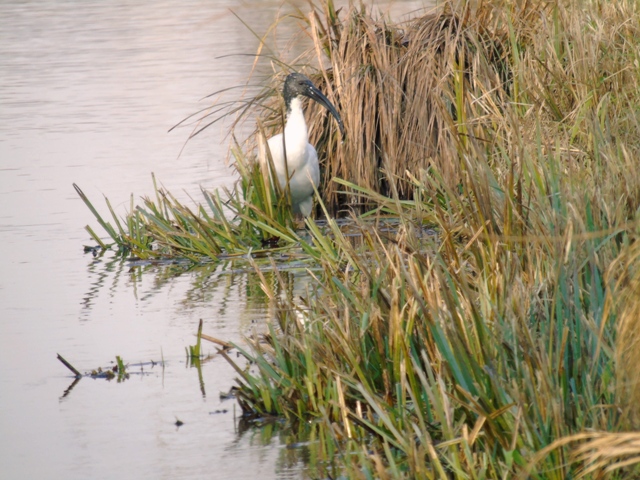 identificazione ibis