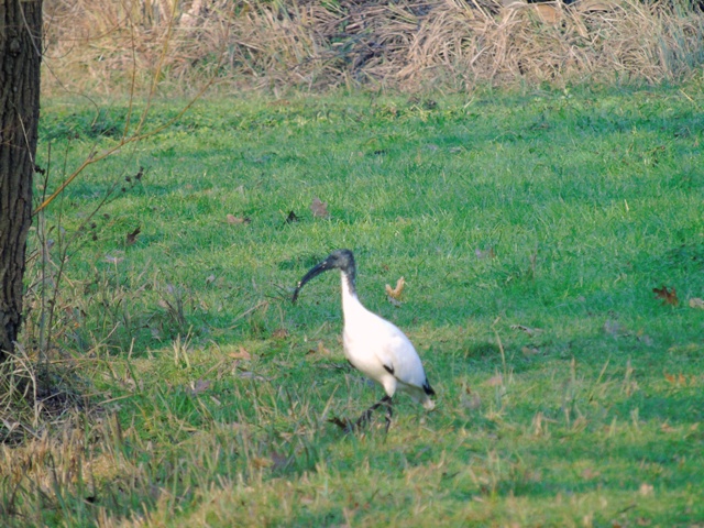 identificazione ibis