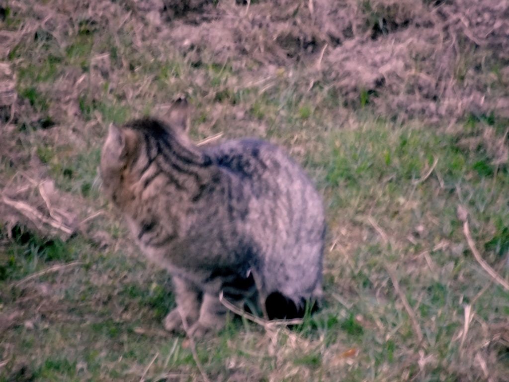 gatto selvatico ?? No, domestico