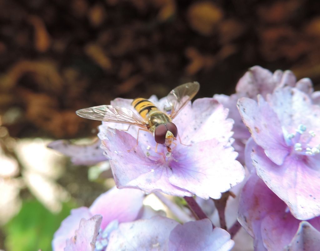 Maschio di Episyrphus balteatus