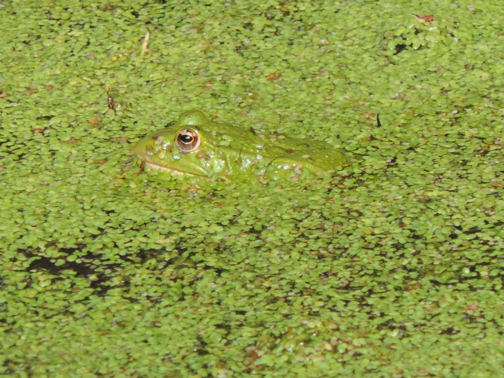 Pelophylax sp. -  Erquy (Bretagna)