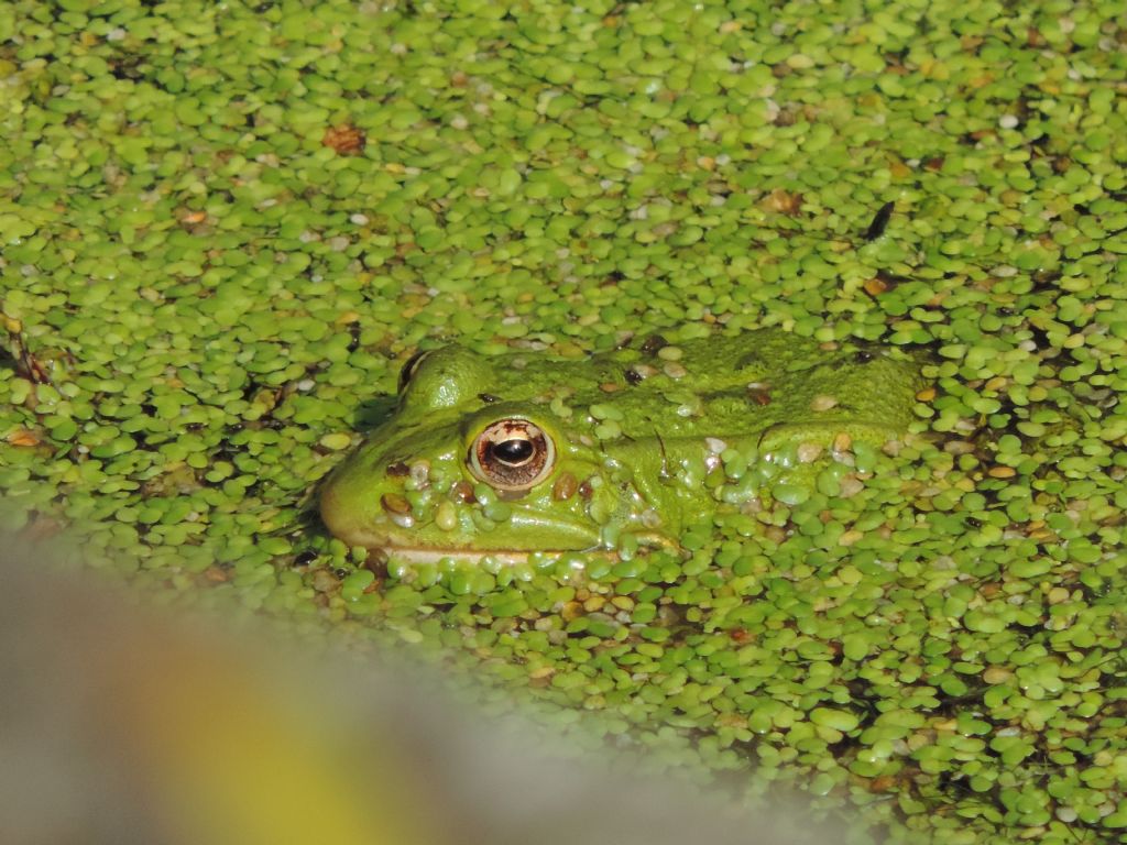 Pelophylax sp. -  Erquy (Bretagna)