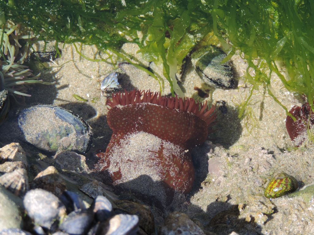 Actinia fragacea