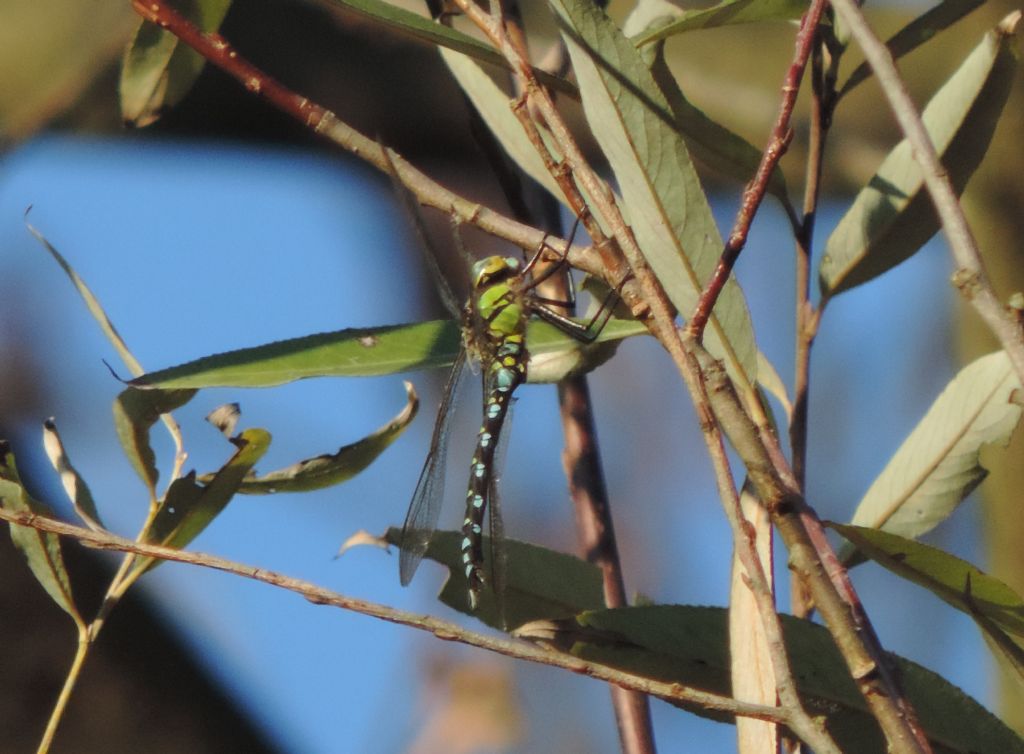 Una Cyanea ancora intatta....