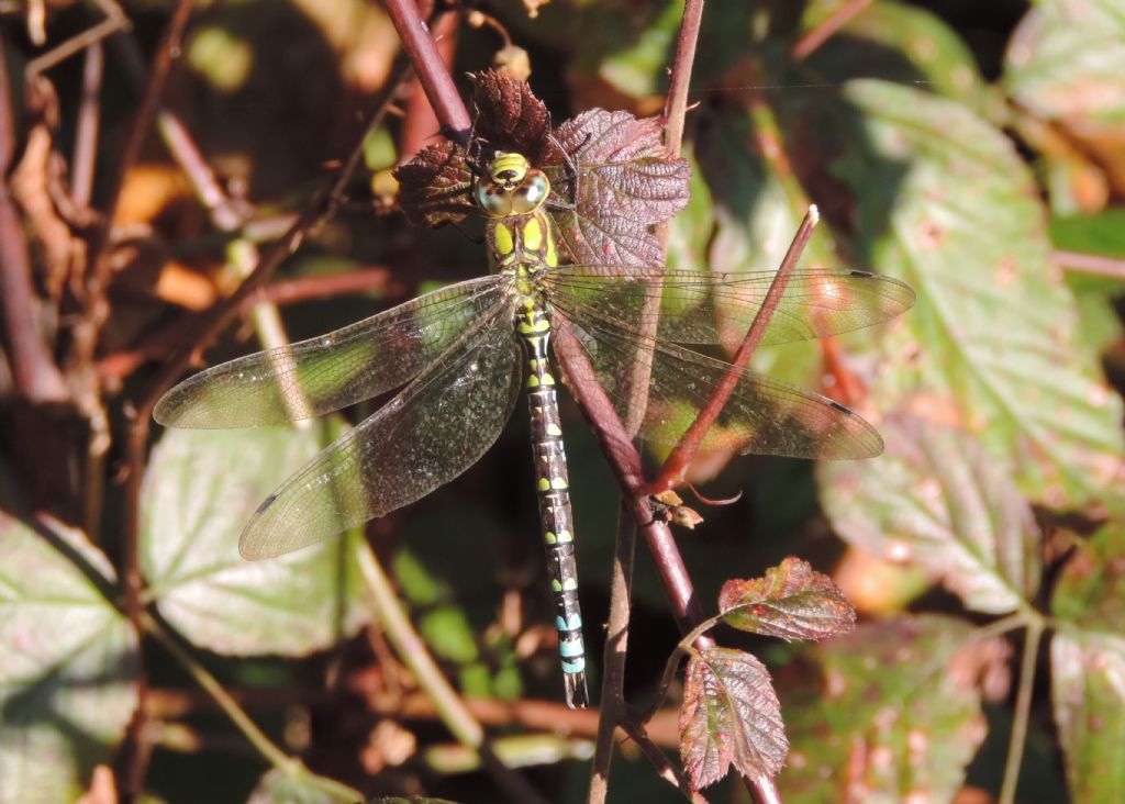 Una Cyanea ancora intatta....