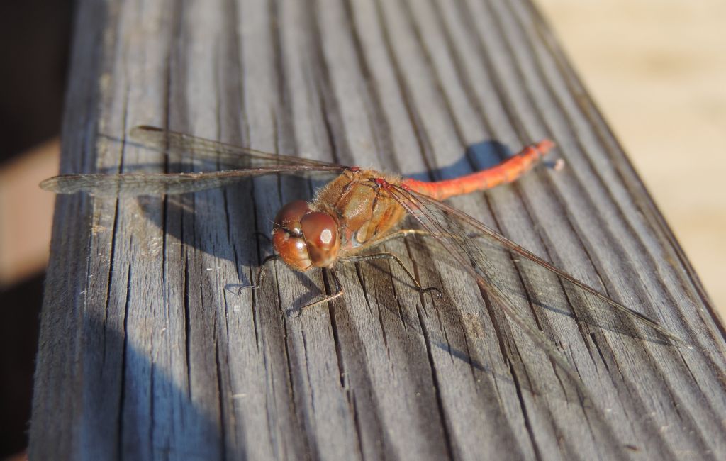 Una Cyanea ancora intatta....