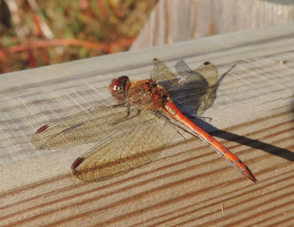 Una Cyanea ancora intatta....