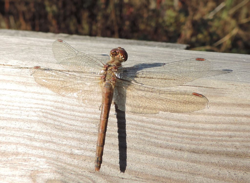 Una Cyanea ancora intatta....