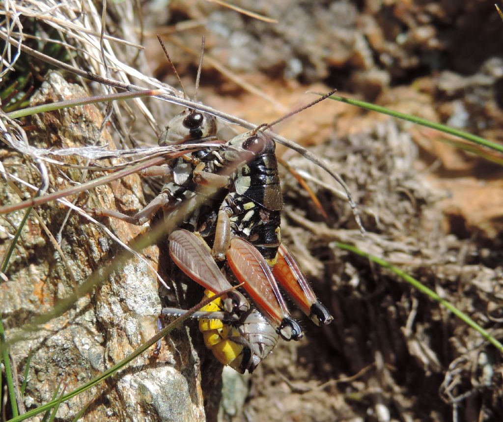 Podisma dechambrei o pedestris?