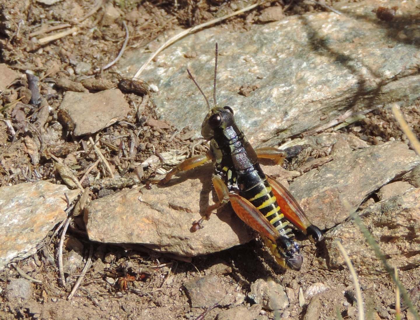 Podisma dechambrei o pedestris?