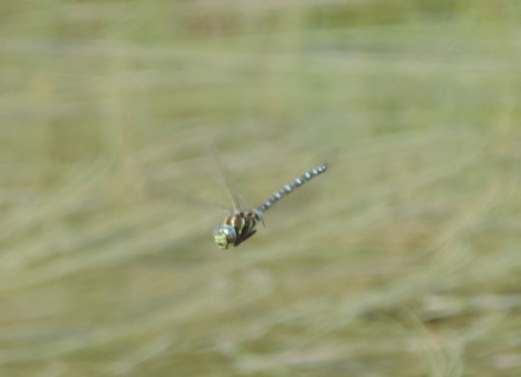 Aeshna in alta montagna: A. juncea