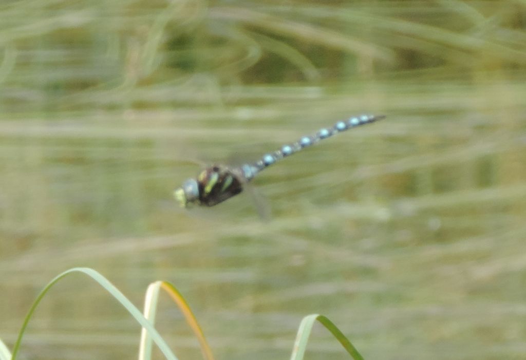 Aeshna in alta montagna: A. juncea