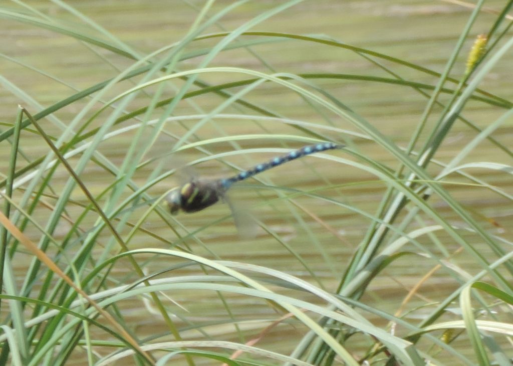 Aeshna in alta montagna: A. juncea