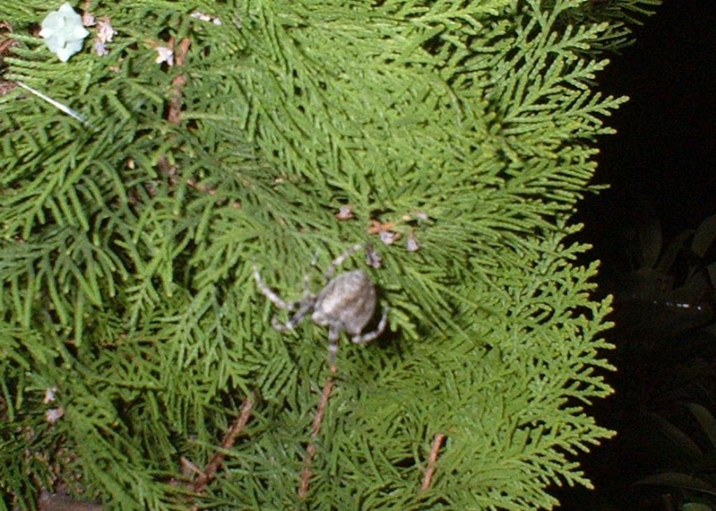 Araneus cf. angulatus - Magliano Alfieri (CN)