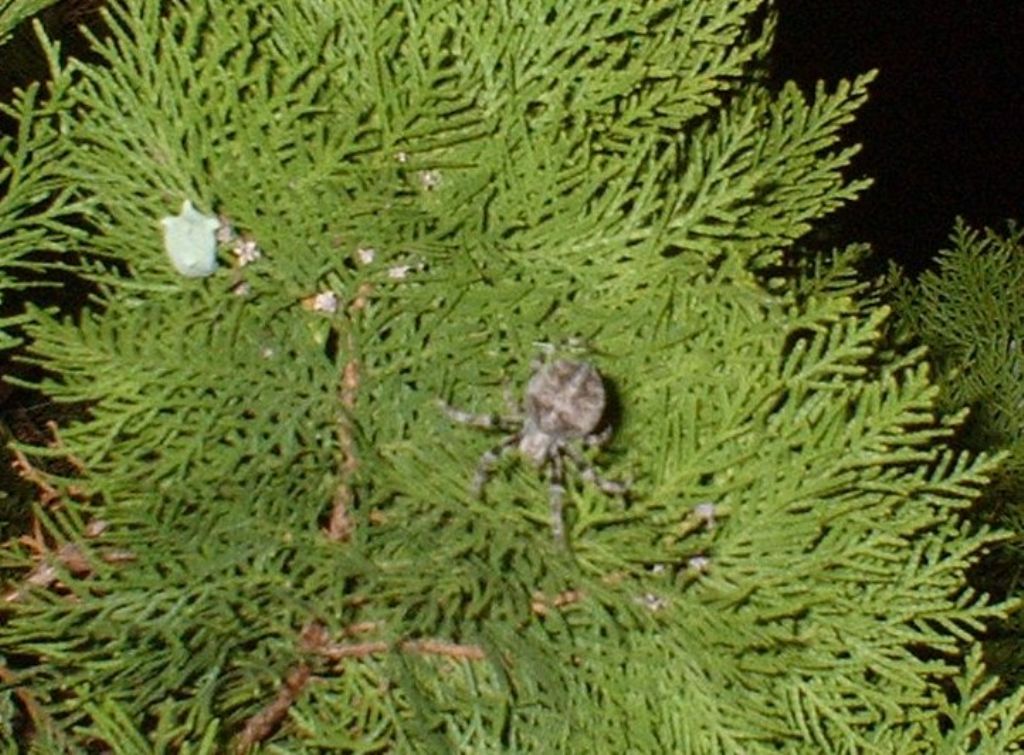 Araneus cf. angulatus - Magliano Alfieri (CN)