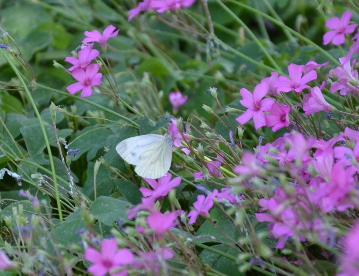 Pieris napi?