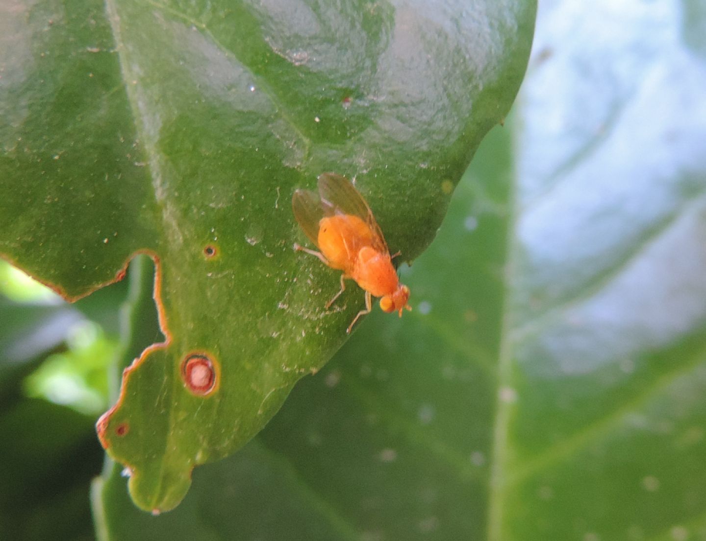 moscerino arancione