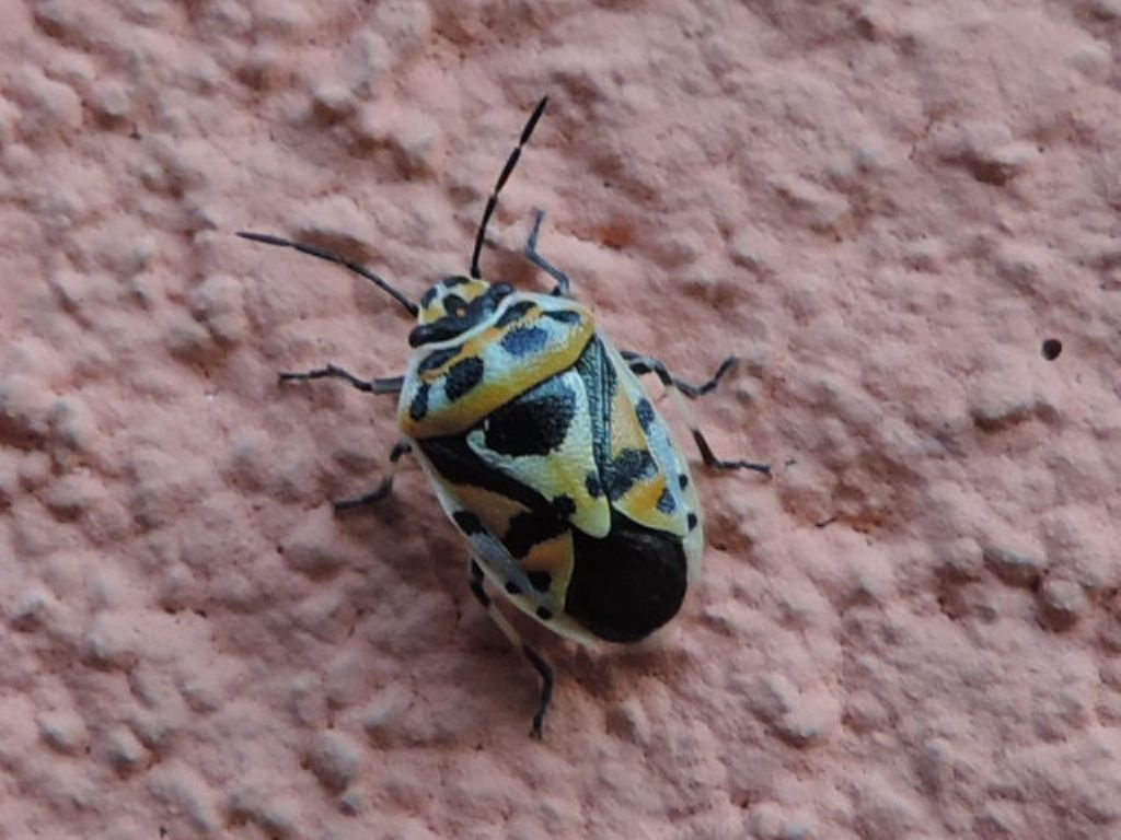 Eurydema ornata? S