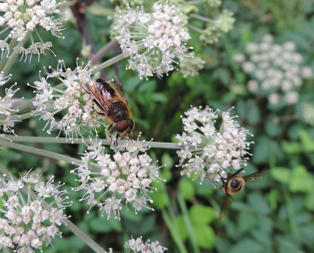 altro Syrphidae da identificare