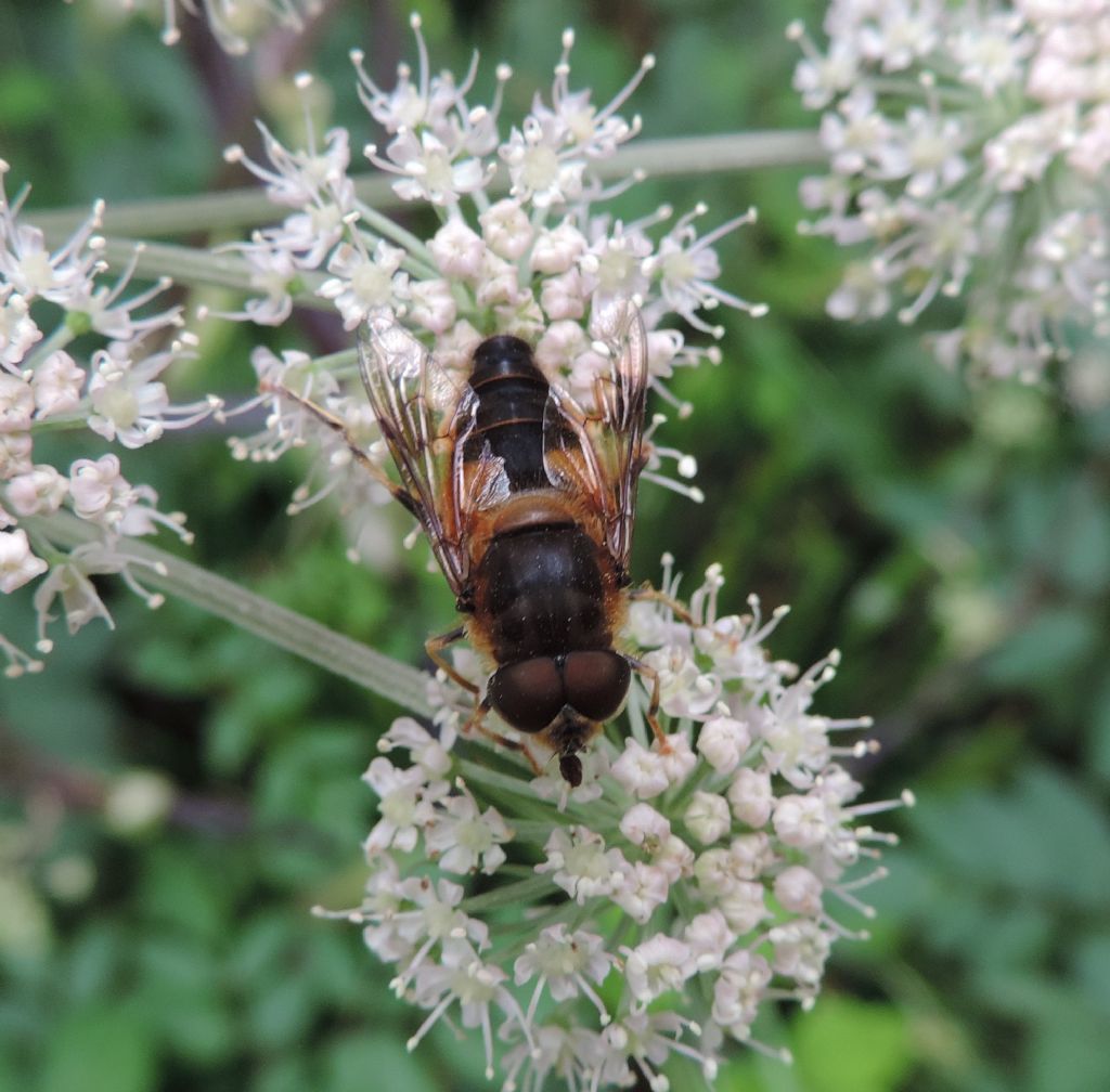 altro Syrphidae da identificare