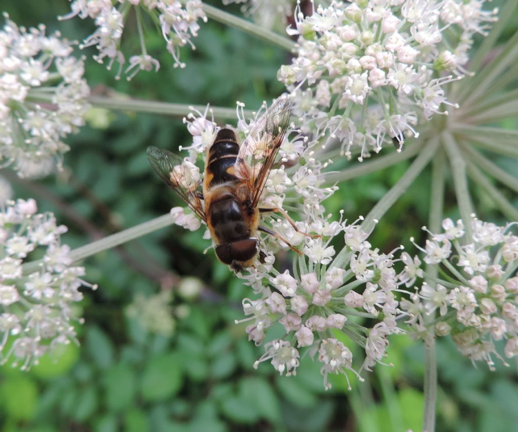 altro Syrphidae da identificare