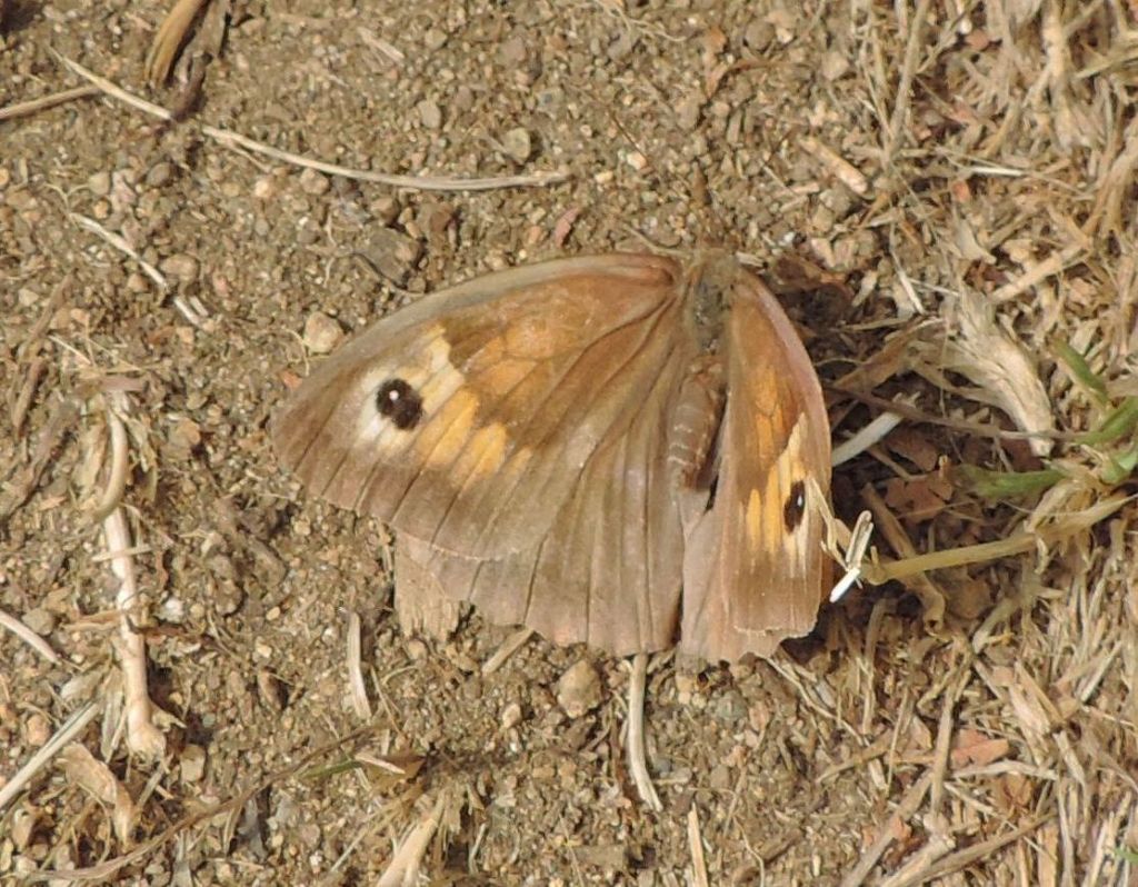 Pyronia da identificare